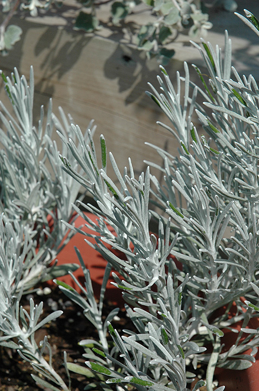 Icicles Licorice Plant (Helichrysum thianschanicum 'Icicles') at Forde Nursery