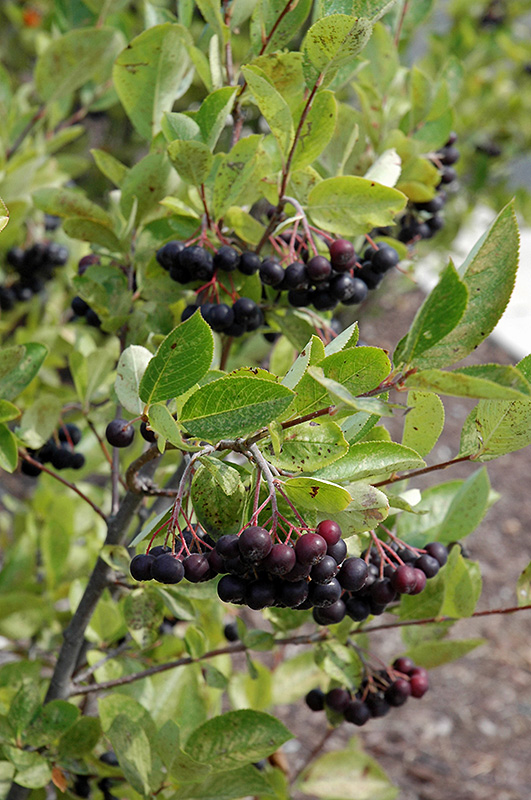Iroquois Beauty Black Chokeberry (Aronia melanocarpa 'Morton') at Forde Nursery