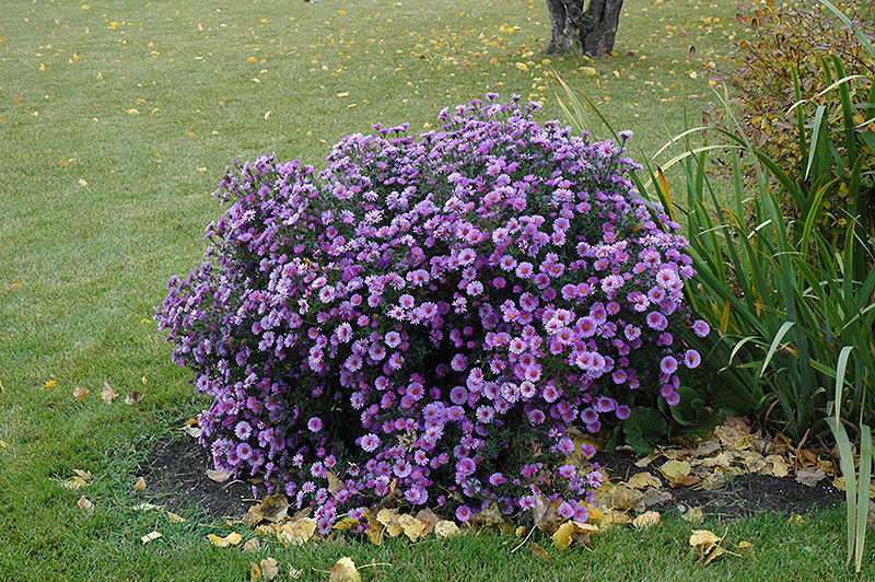 Purple Dome Aster (Symphyotrichum novae-angliae 'Purple Dome') at Forde Nursery