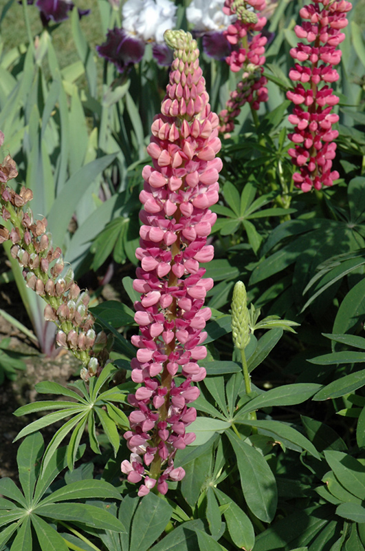 Popsicle Pink Lupine (Lupinus 'Popsicle Pink') at Forde Nursery