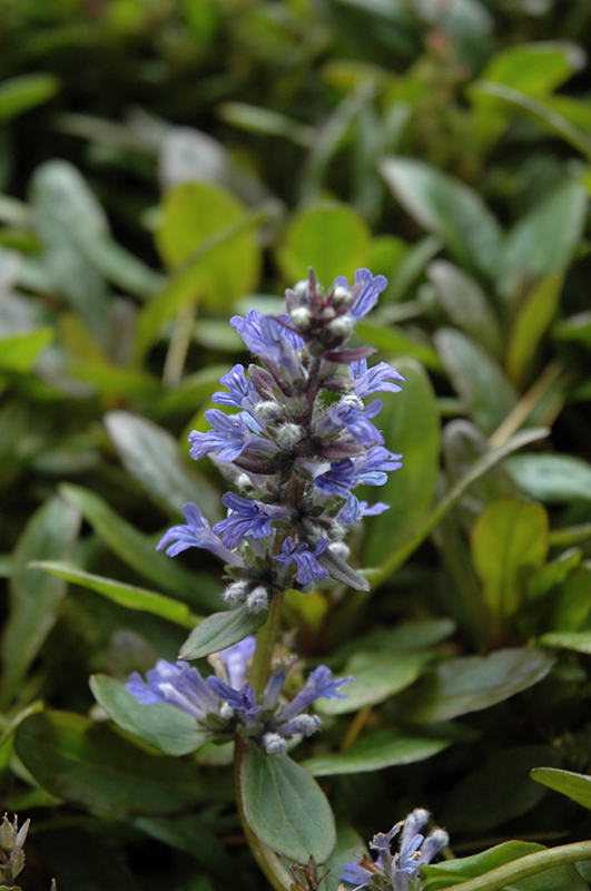 Blueberry Muffin Bugleweed (Ajuga reptans 'Blueberry Muffin') at Forde Nursery
