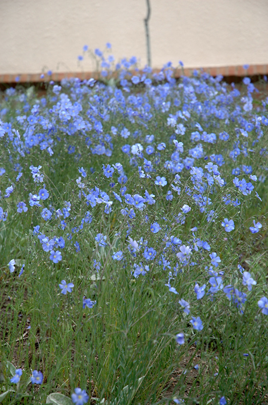 Blue Sapphire Perennial Flax (Linum perenne 'Blue Sapphire') at Forde Nursery