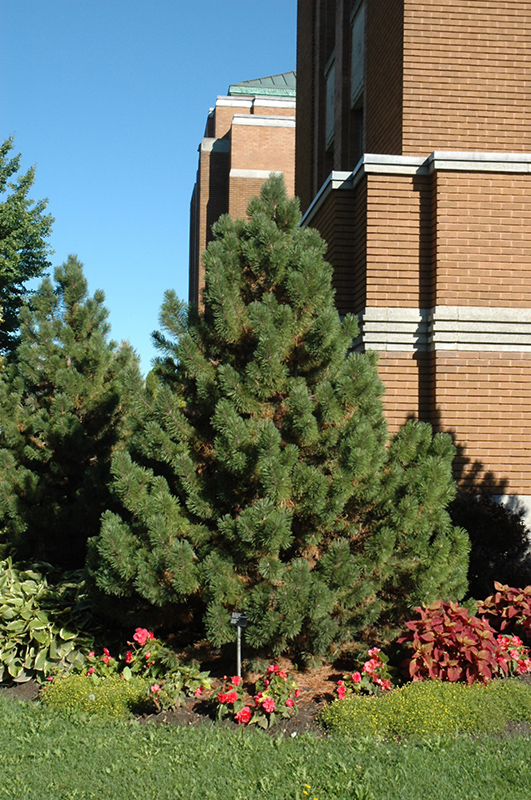 Tannenbaum Mugo Pine (Pinus mugo 'Tannenbaum') at Forde Nursery