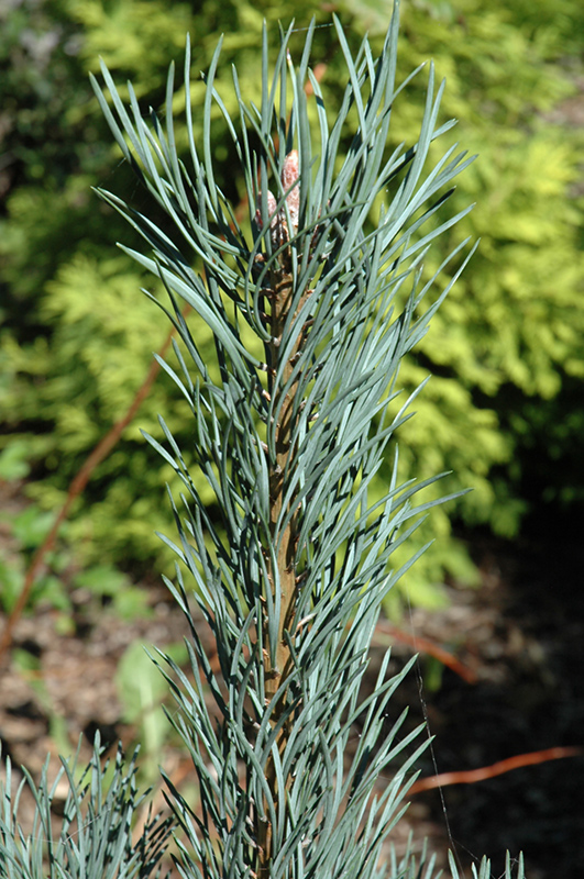 Silver Column Scotch Pine (Pinus sylvestris 'Silver Column') at Forde Nursery