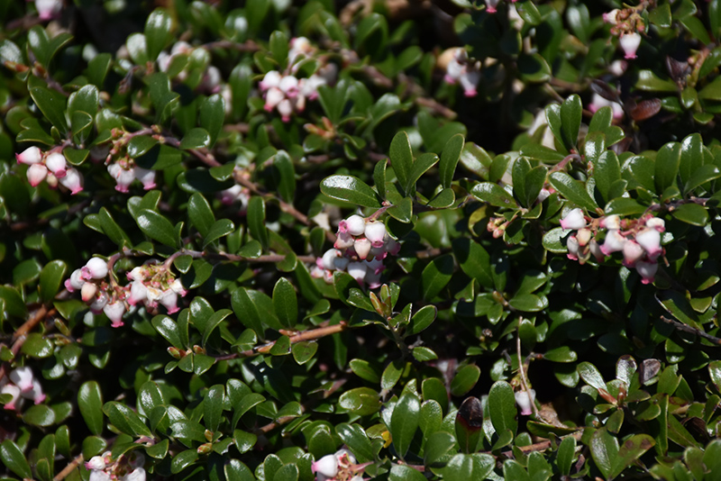 Bearberry (Arctostaphylos uva-ursi) at Forde Nursery