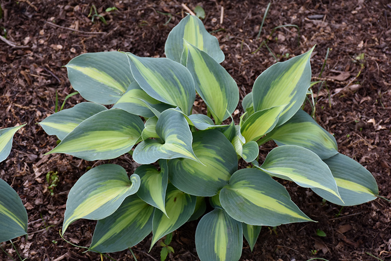 Touch Of Class Hosta (Hosta 'Touch Of Class') at Forde Nursery