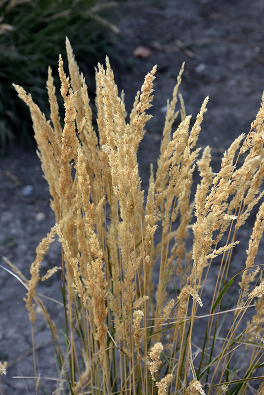 El Dorado Feather Reed Grass (Calamagrostis x acutiflora 'El Dorado') at Forde Nursery