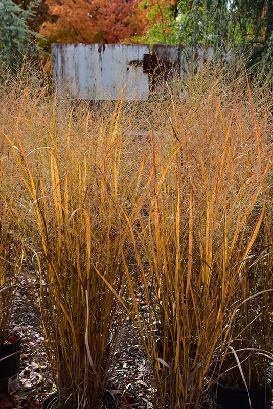 Northwind Switch Grass (Panicum virgatum 'Northwind') at Forde Nursery