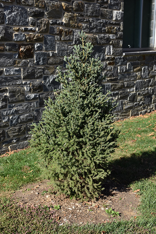 Yukon Blue Spruce (Picea glauca 'Yukon Blue') at Forde Nursery