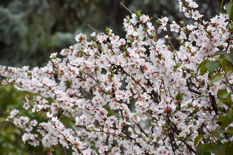 Nanking Cherry (Prunus tomentosa) at Forde Nursery