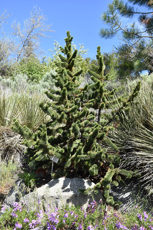 Bristlecone Pine (Pinus aristata) at Forde Nursery