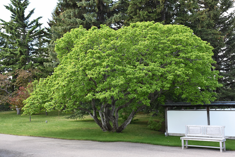 Amur Maple (Acer ginnala) at Forde Nursery