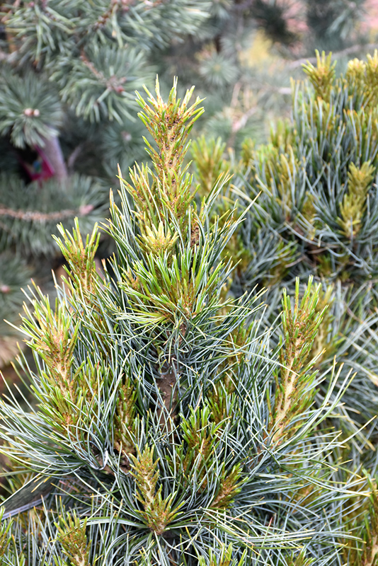 Westerstede Swiss Stone Pine (Pinus cembra 'Westerstede') at Forde Nursery