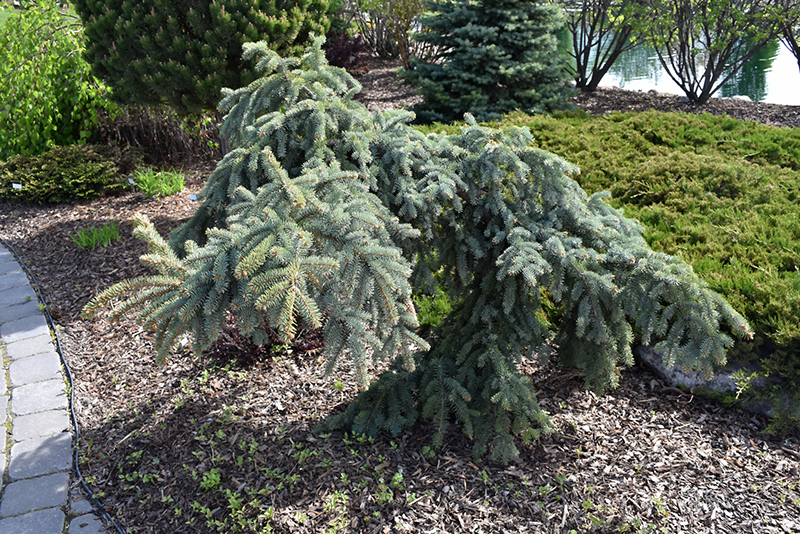 Weeping Blue Spruce (Picea pungens 'Pendula') at Forde Nursery