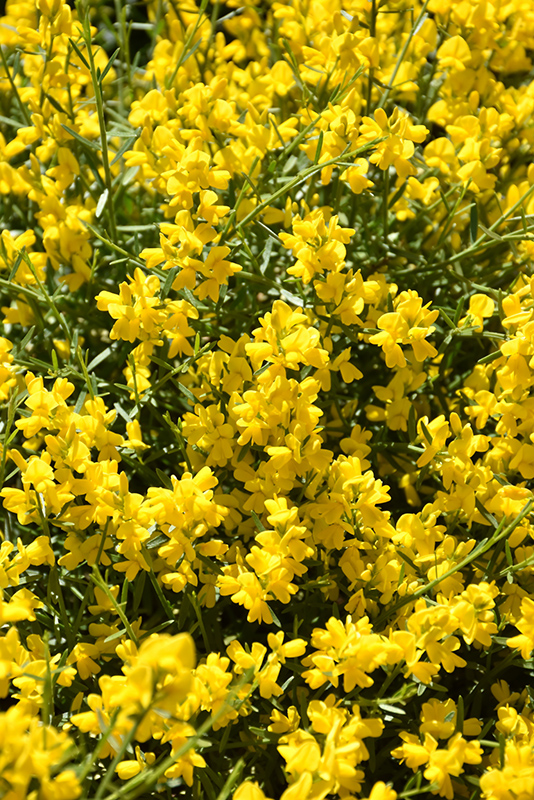 Bangle Dyers Greenwood (Genista lydia 'Select') at Forde Nursery