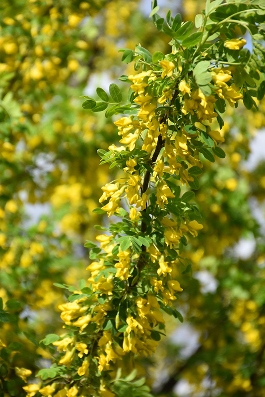 Peashrub (Caragana arborescens) at Forde Nursery