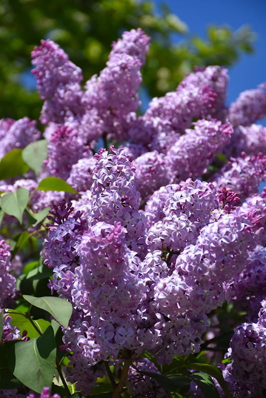 Common Lilac (Syringa vulgaris) at Forde Nursery
