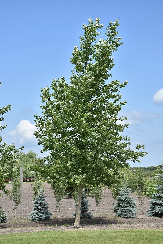 Northwest Poplar (Populus x jackii 'Northwest') at Forde Nursery