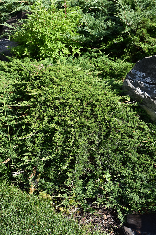 Tam Juniper (Juniperus sabina 'Tamariscifolia') at Forde Nursery