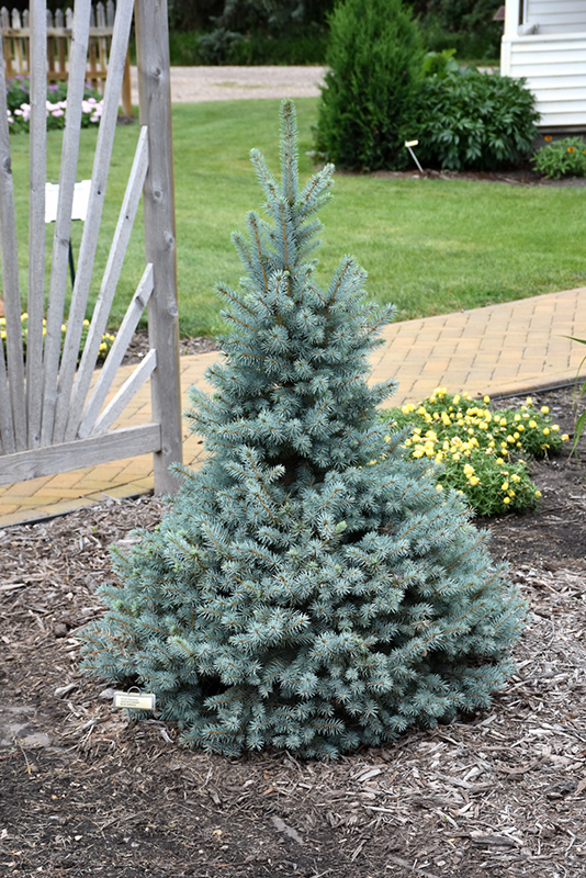 Sester Dwarf Blue Spruce (Picea pungens 'Sester Dwarf') at Forde Nursery