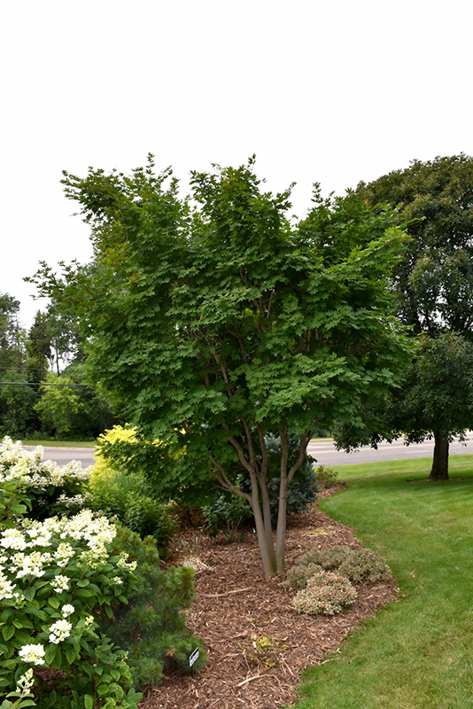 Korean Maple (Acer pseudosieboldianum) at Forde Nursery