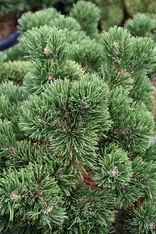Jakobsen Mugo Pine (Pinus mugo 'Jakobsen') at Forde Nursery