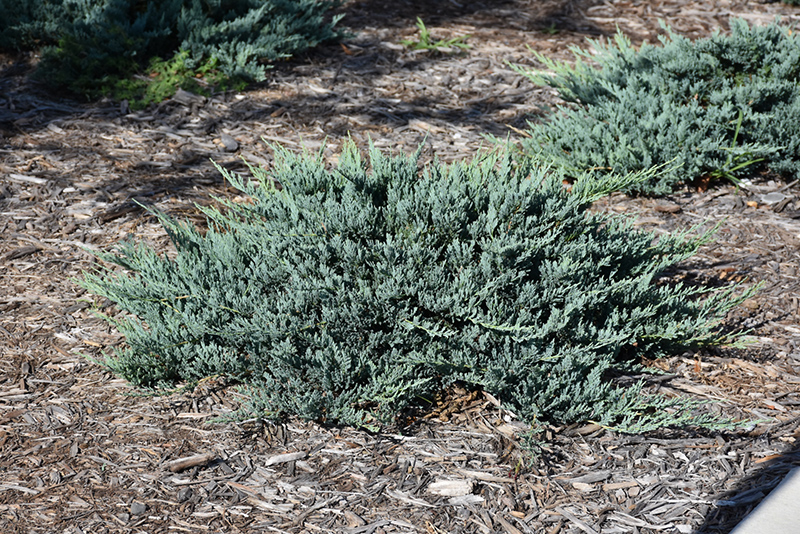 Blue Chip Juniper (Juniperus horizontalis 'Blue Chip') at Forde Nursery