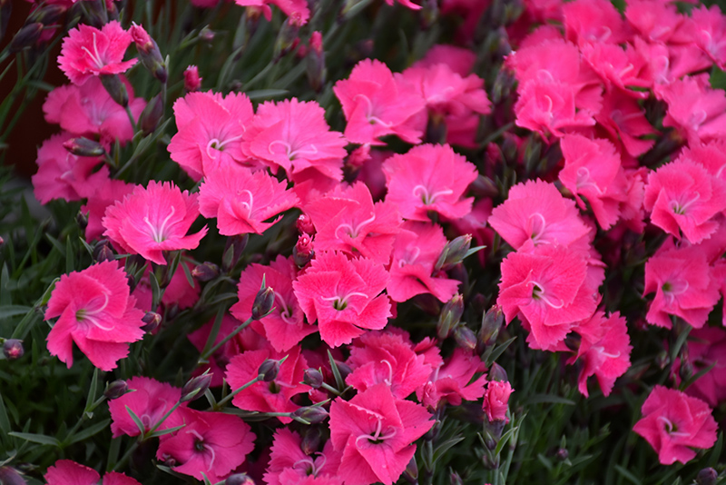 Vivid Bright Light Pinks (Dianthus 'Uribest52') at Forde Nursery