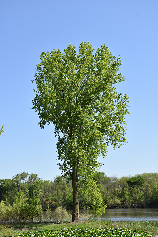 Black Poplar (Populus trichocarpa) at Forde Nursery
