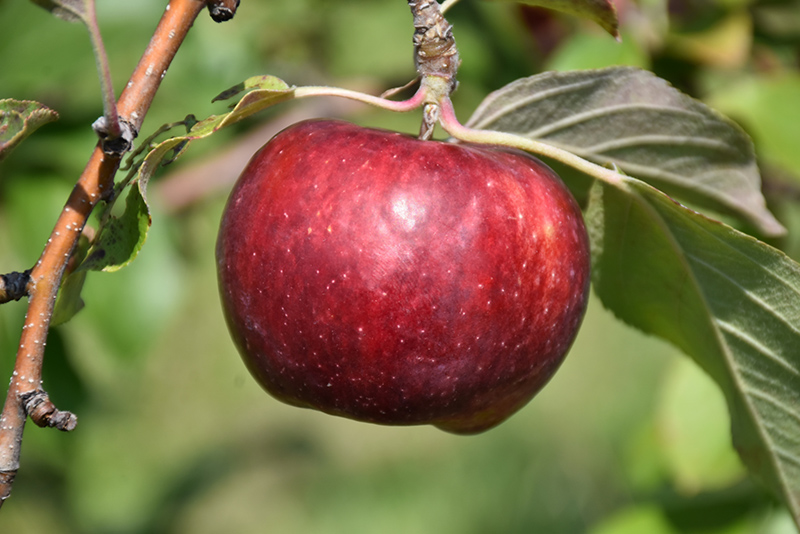 Frostbite Apple (Malus 'MN 447') at Forde Nursery