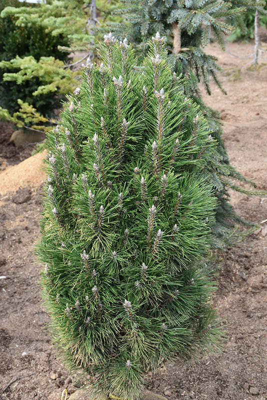 Frank's Austrian Pine (Pinus nigra 'Frank') at Forde Nursery