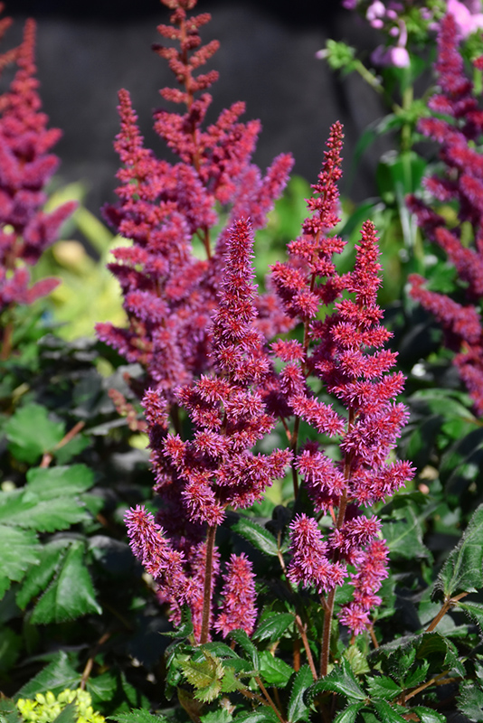Visions in Red Chinese Astilbe (Astilbe chinensis 'Visions in Red') at Forde Nursery