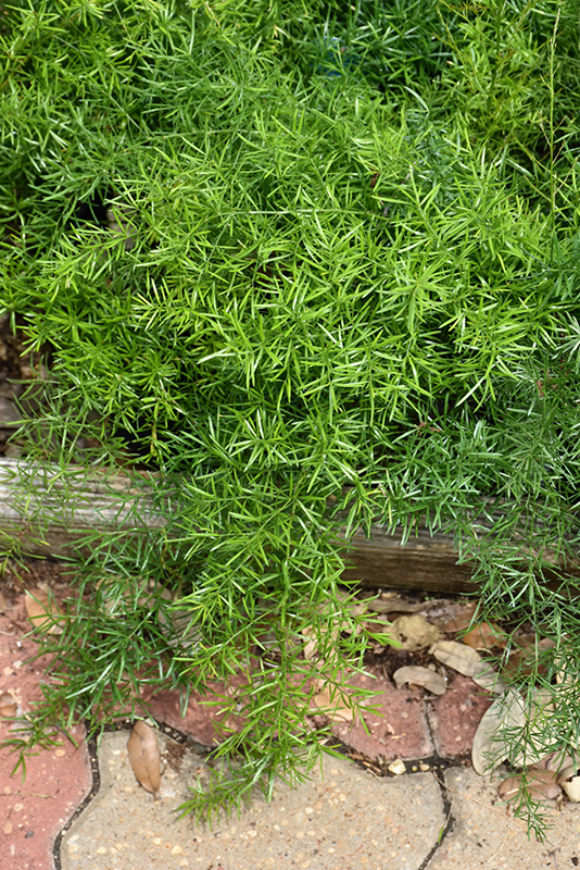 Sprengeri Asparagus Fern (Asparagus densiflorus 'Sprengeri') at Forde Nursery