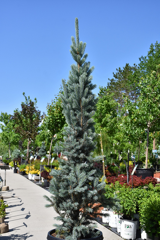 Blue Totem Spruce (Picea pungens 'Blue Totem') at Forde Nursery