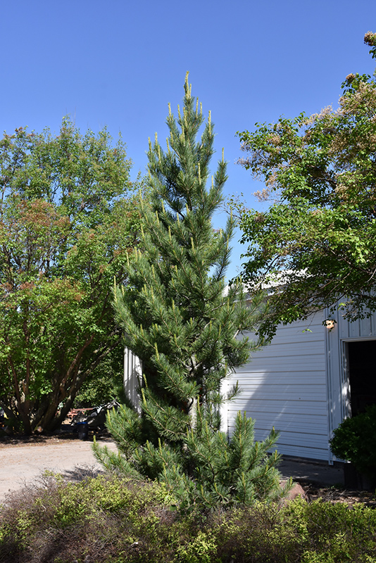 Prairie Statesman Swiss Stone Pine (Pinus cembra 'Herman') at Forde Nursery