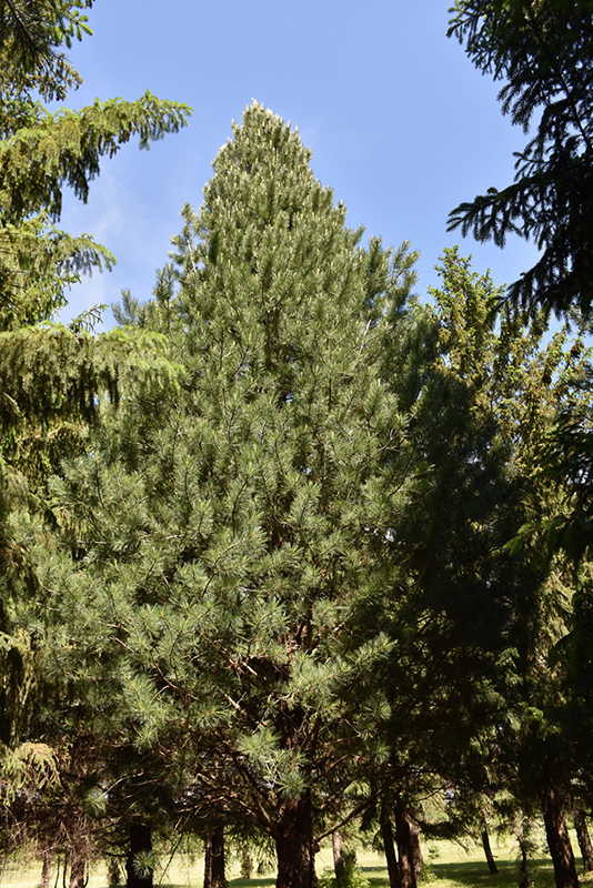 Prairie Statesman Swiss Stone Pine (Pinus cembra 'Herman') at Forde Nursery