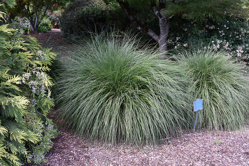 Hameln Dwarf Fountain Grass (Pennisetum alopecuroides 'Hameln') at Forde Nursery