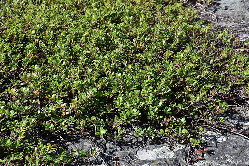 Bearberry (Arctostaphylos uva-ursi) at Forde Nursery