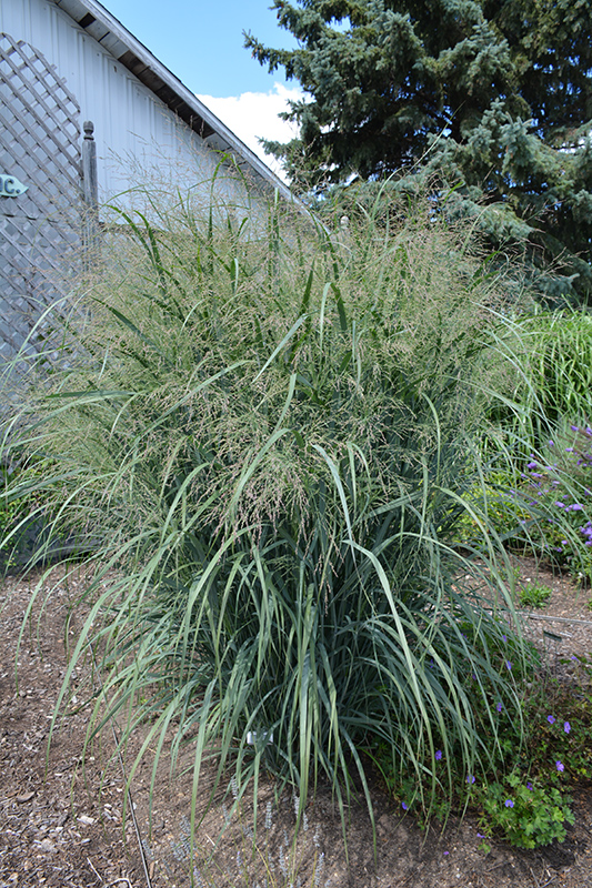Northwind Switch Grass (Panicum virgatum 'Northwind') at Forde Nursery