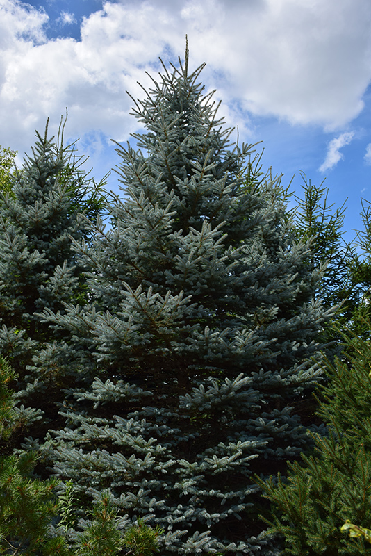 Baby Blue Eyes Spruce (Picea pungens 'Baby Blue Eyes') at Forde Nursery