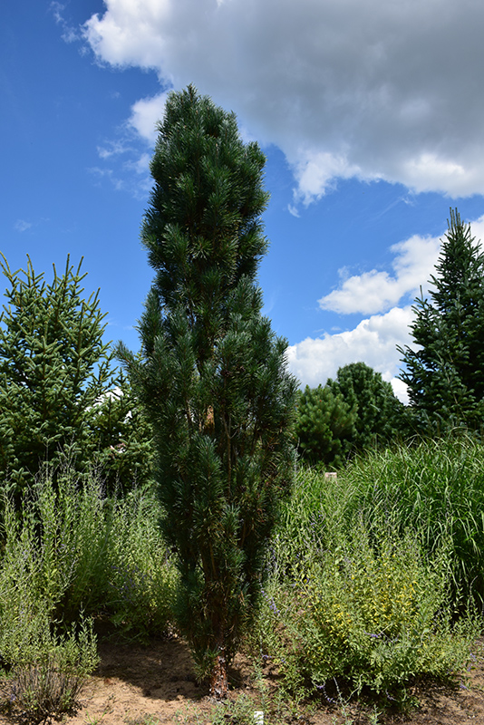 Silver Column Scotch Pine (Pinus sylvestris 'Silver Column') at Forde Nursery
