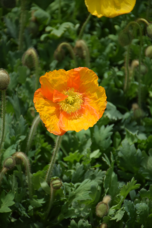 Champagne Bubbles Poppy (Papaver nudicaule 'Champagne Bubbles') at Forde Nursery