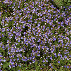 Plant Photo 7