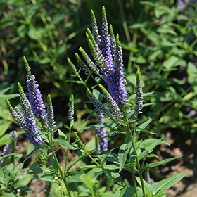 Plant Photo 8
