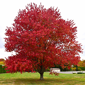 Fall Color Photo