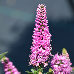 Plant Photo 5